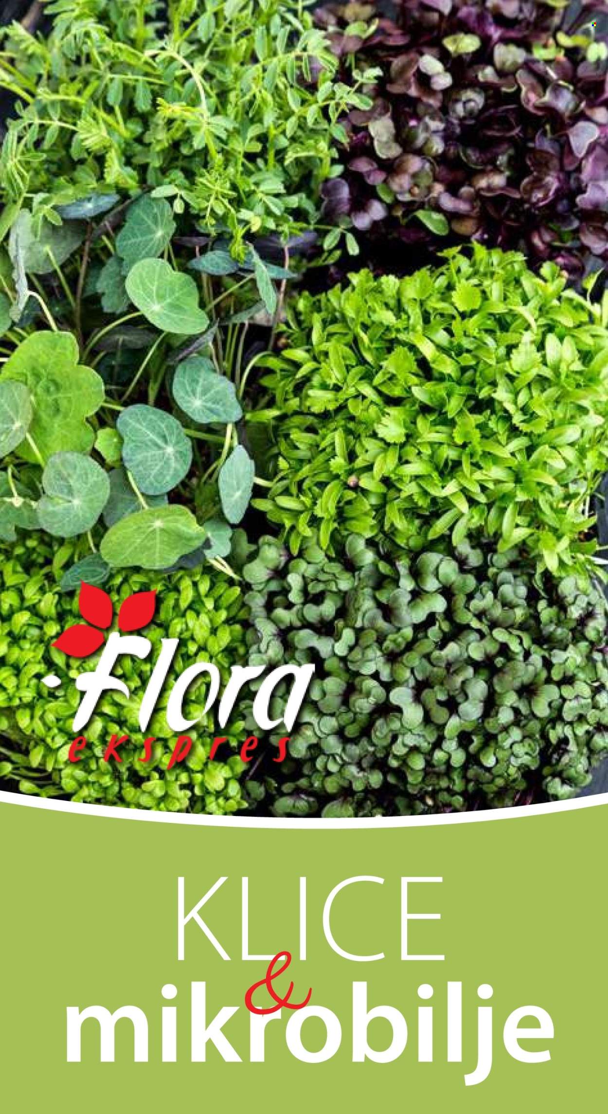 Flora Ekspres katalog .