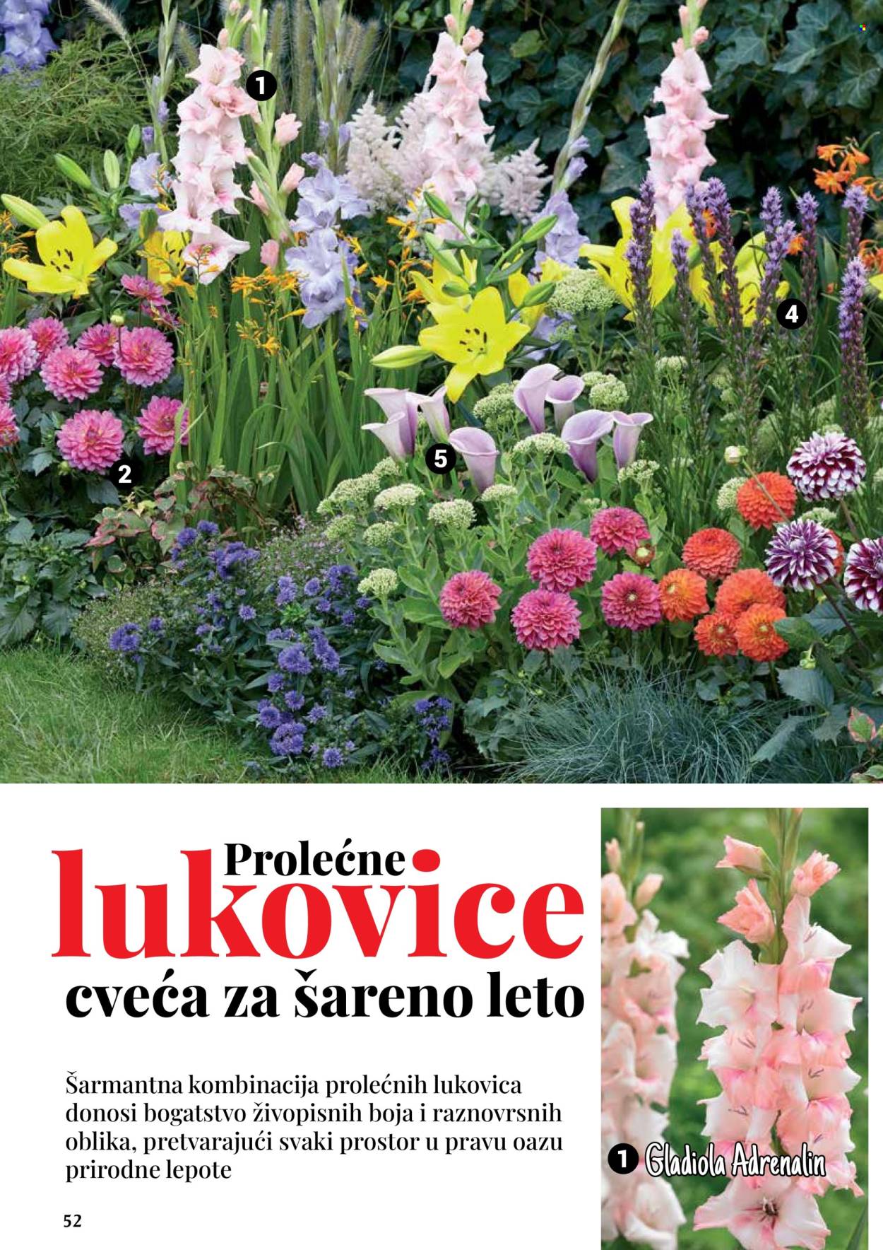 Flora Ekspres katalog .