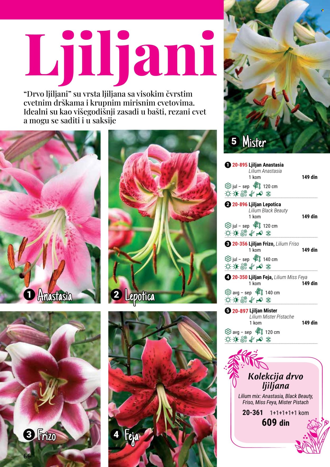 Flora Ekspres katalog .
