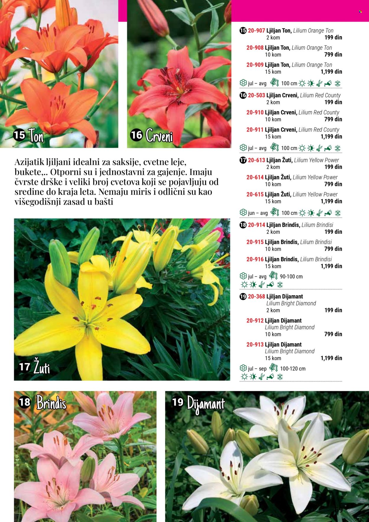 Flora Ekspres katalog .