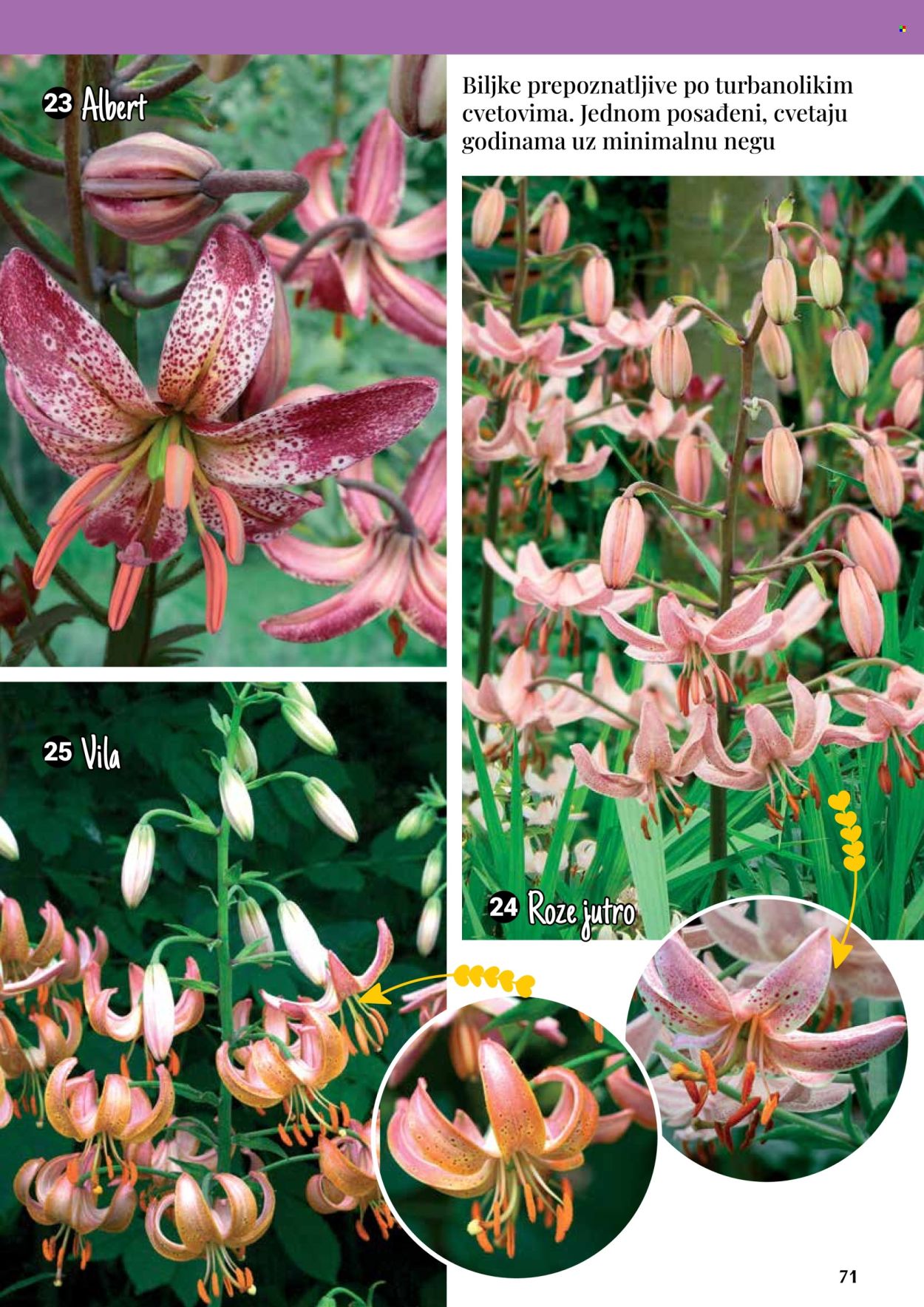 Flora Ekspres katalog .