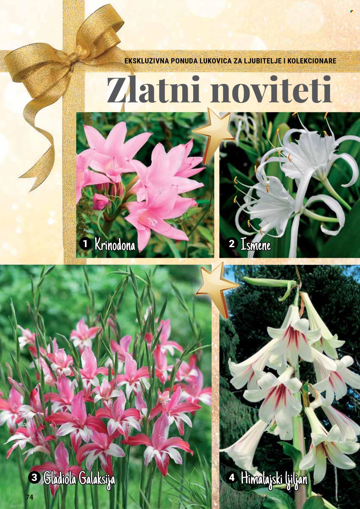 Flora Ekspres katalog .