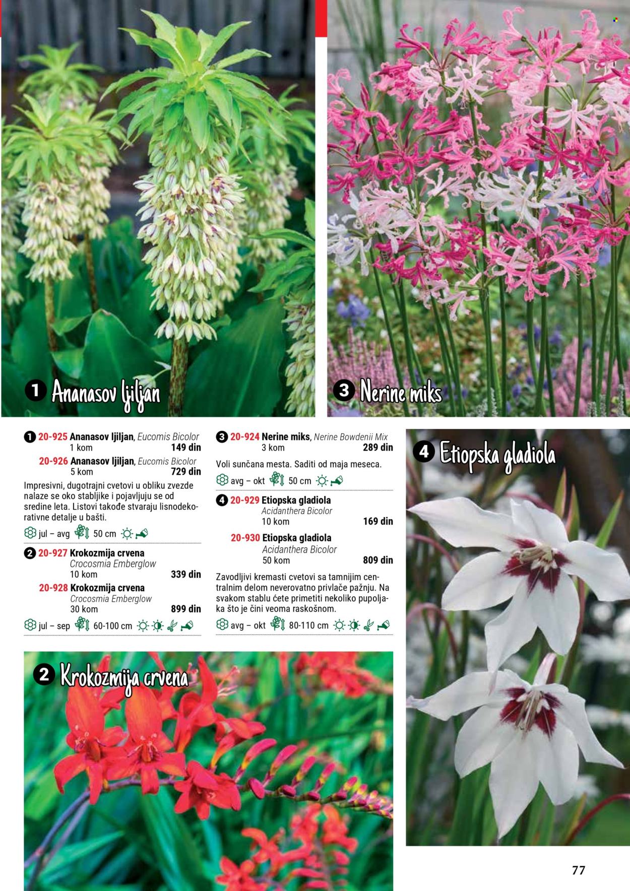 Flora Ekspres katalog .