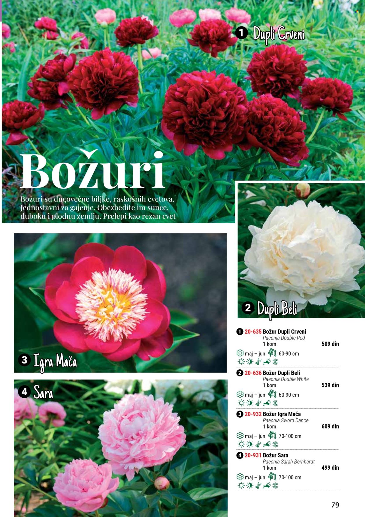 Flora Ekspres katalog .