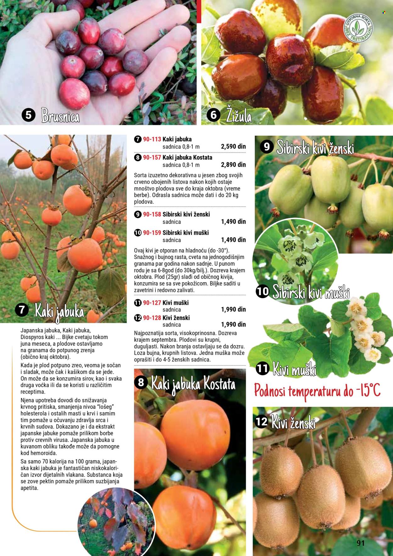 Flora Ekspres katalog .