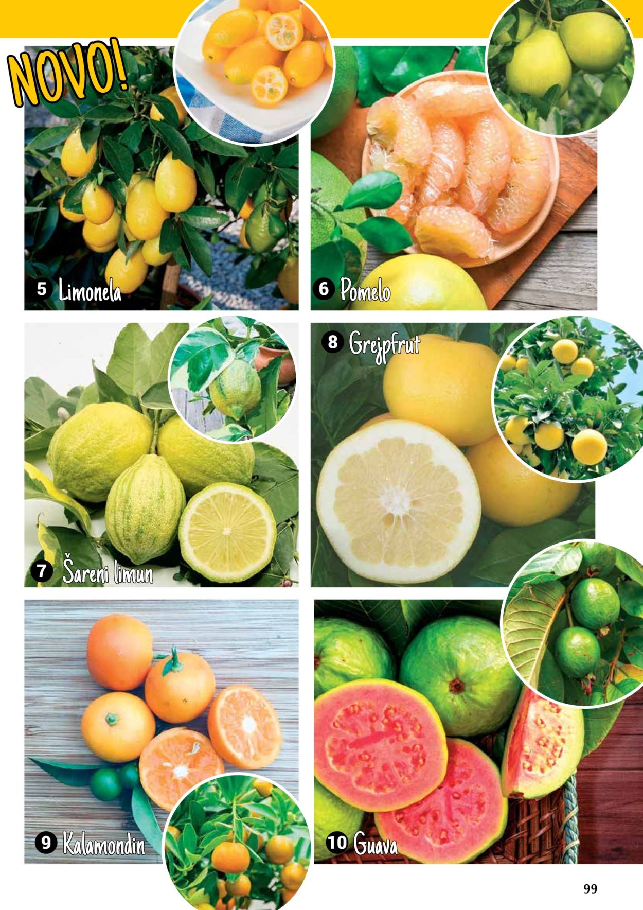 Flora Ekspres katalog .