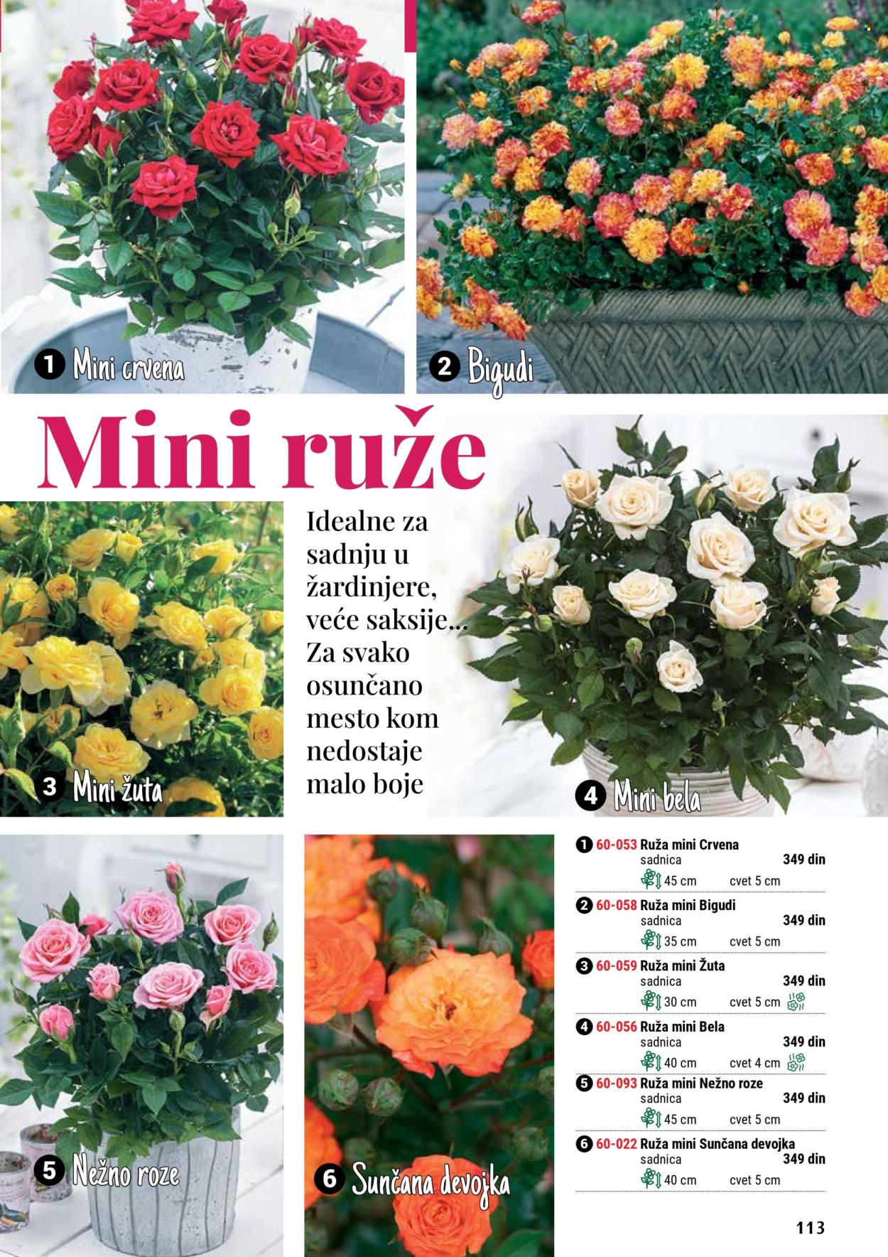 Flora Ekspres katalog .
