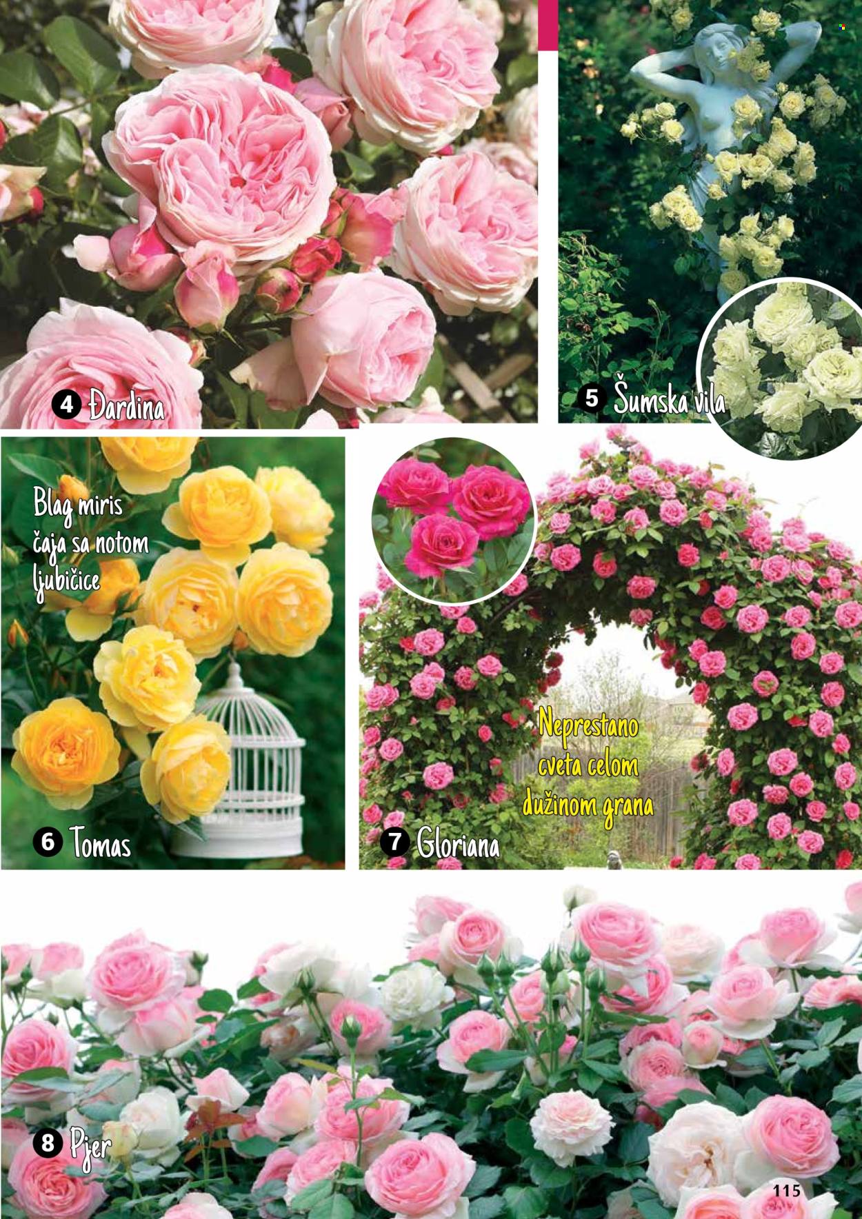Flora Ekspres katalog .