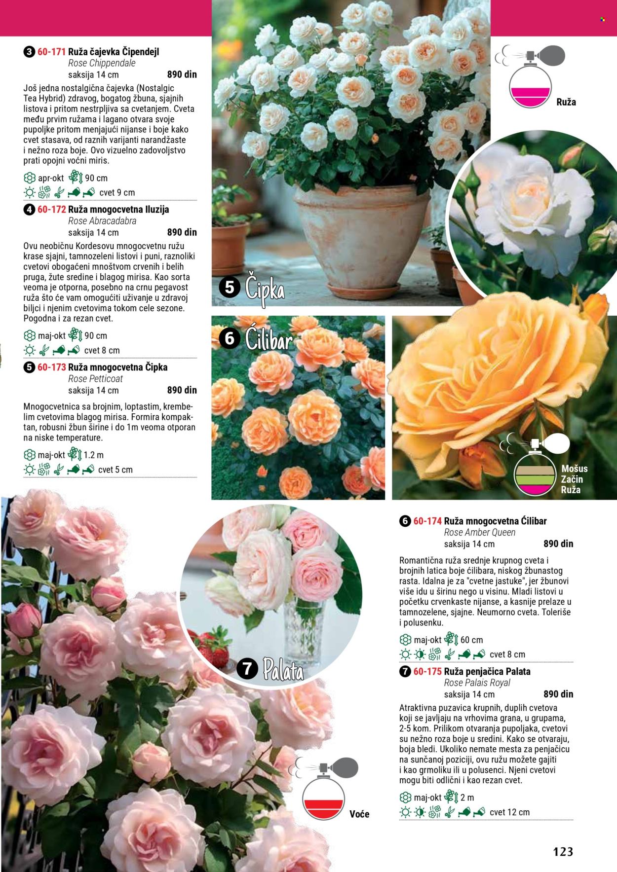 Flora Ekspres katalog .