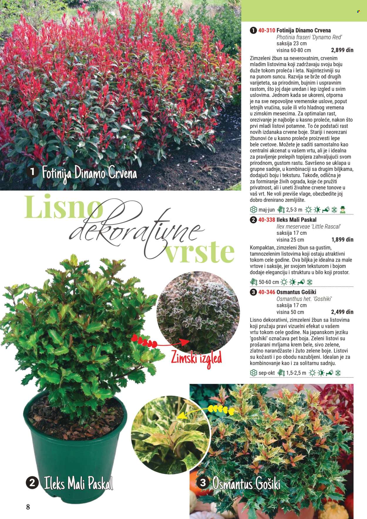 Flora Ekspres katalog .