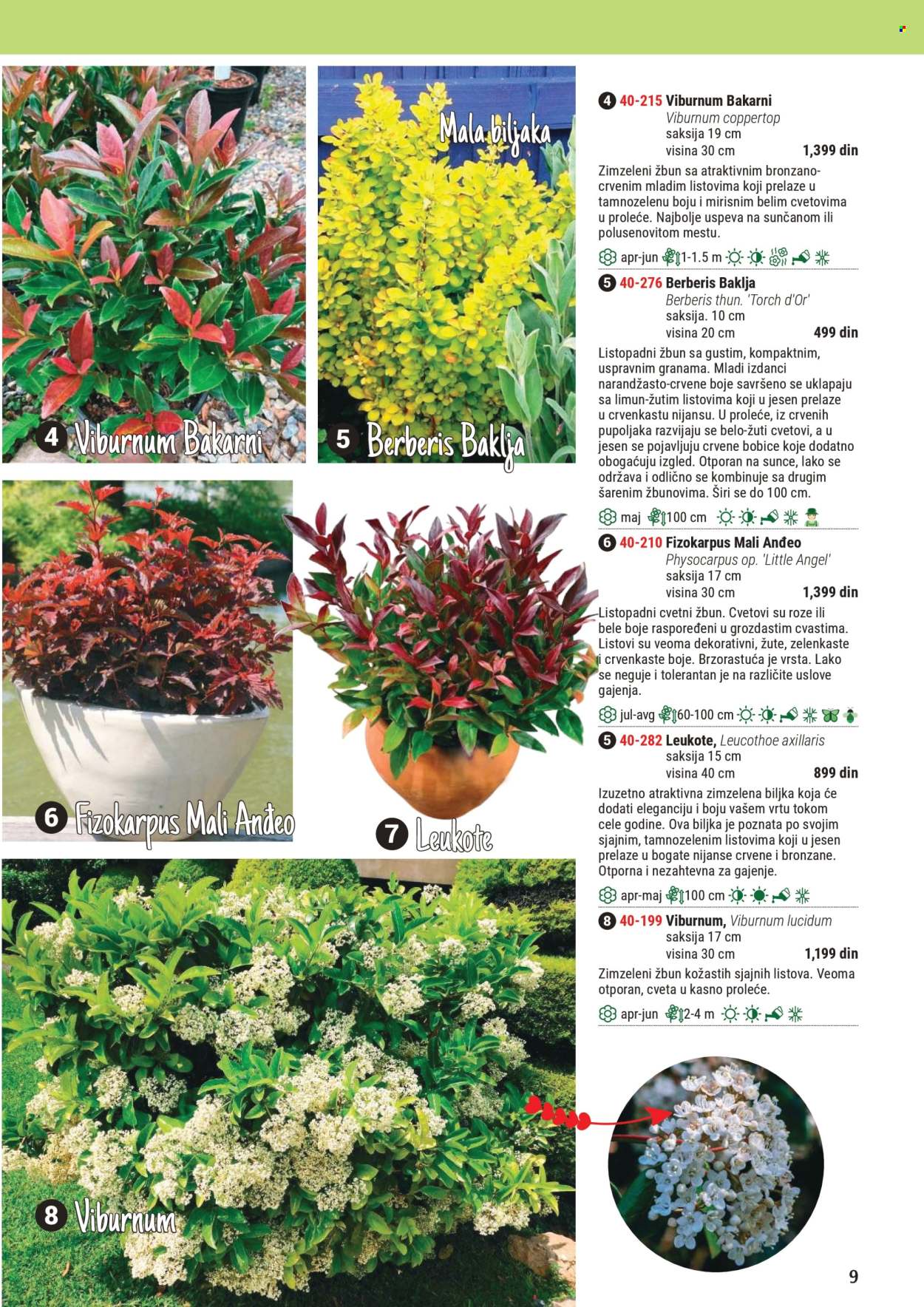 Flora Ekspres katalog .