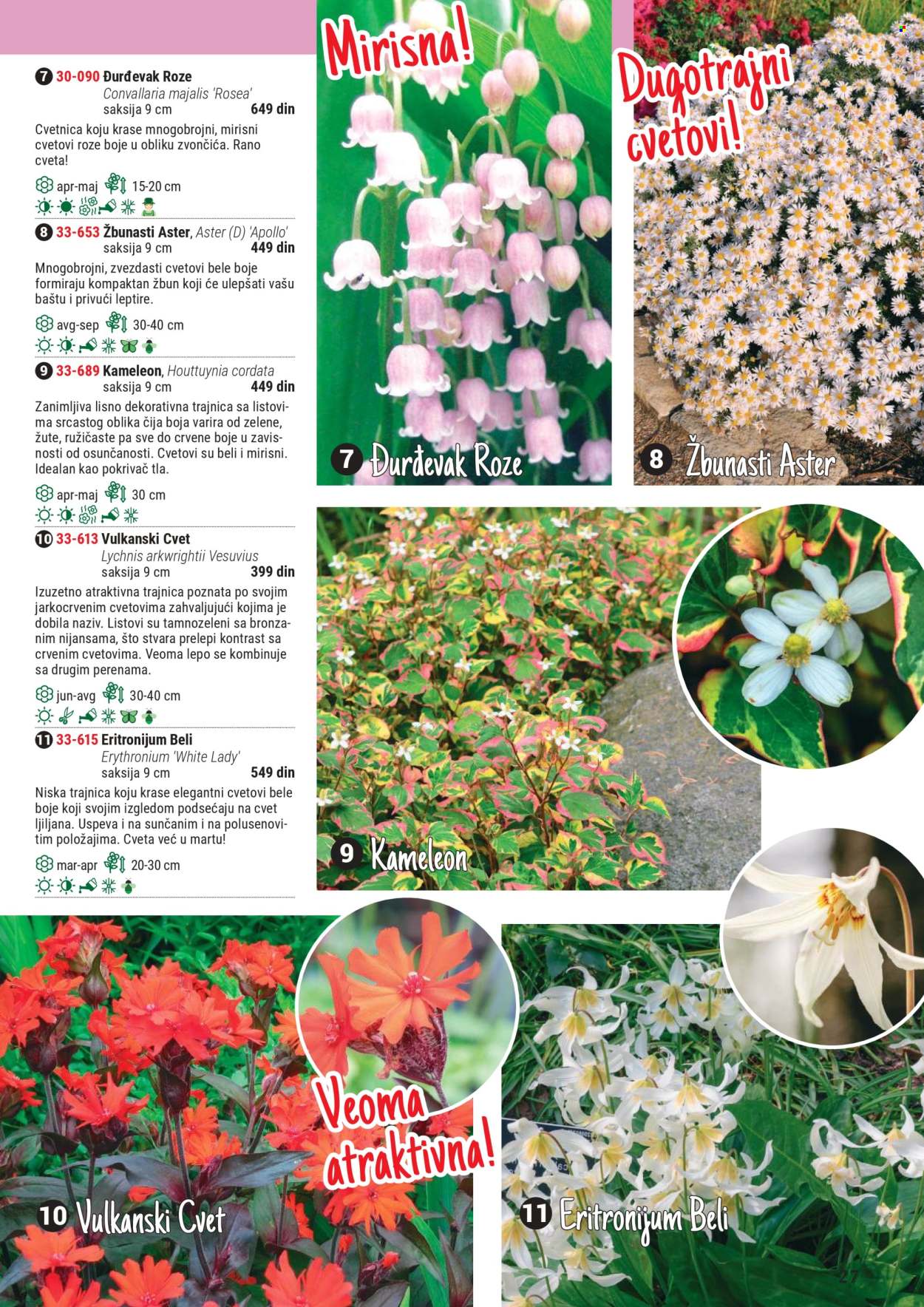 Flora Ekspres katalog .