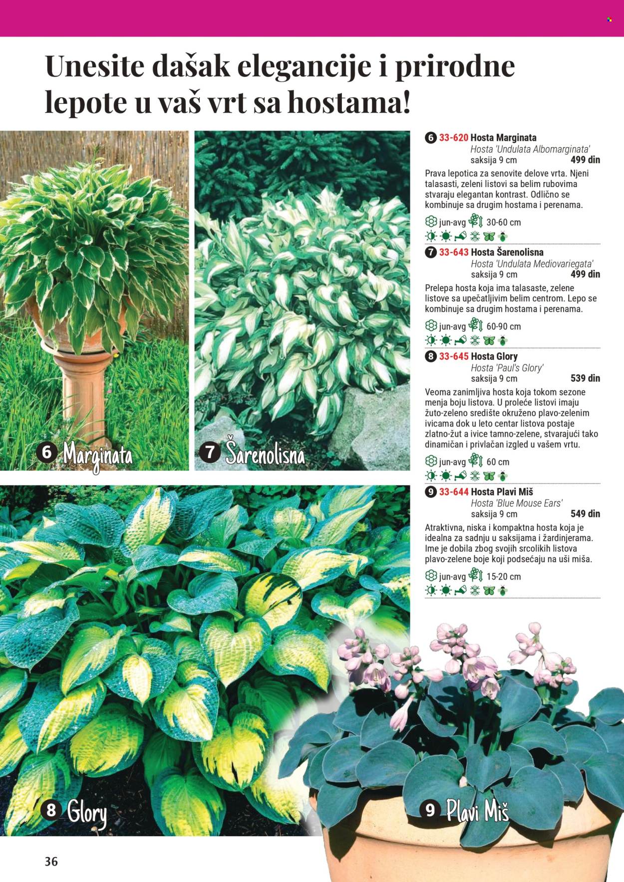 Flora Ekspres katalog .