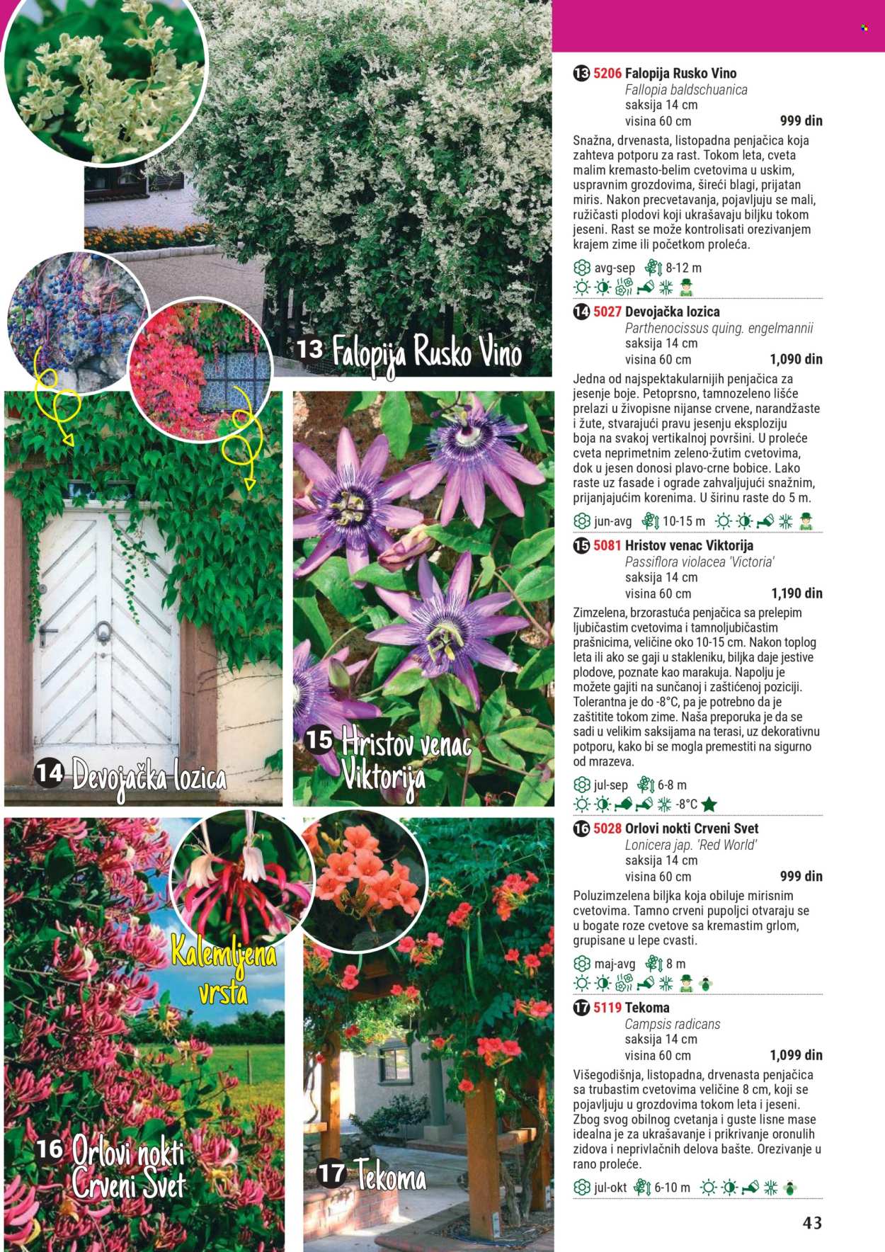 Flora Ekspres katalog .