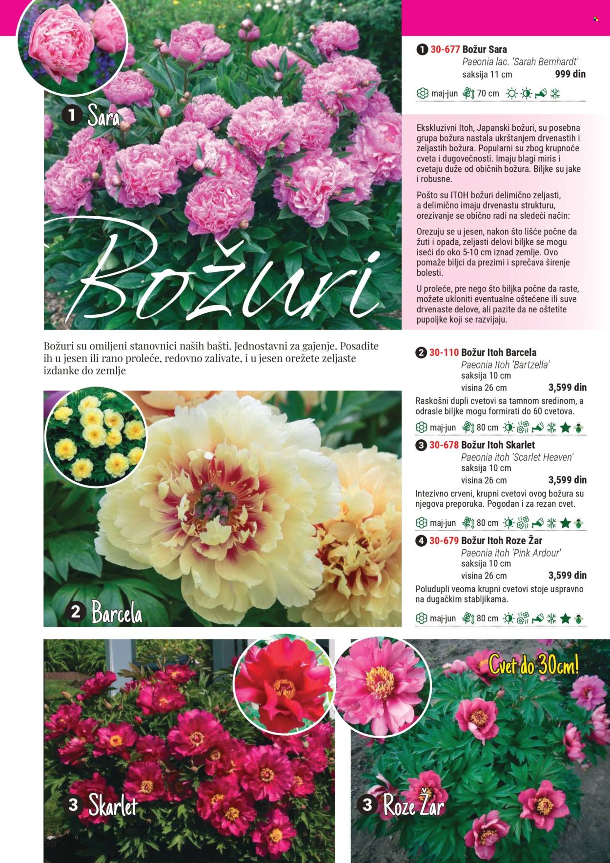 Flora Ekspres katalog .