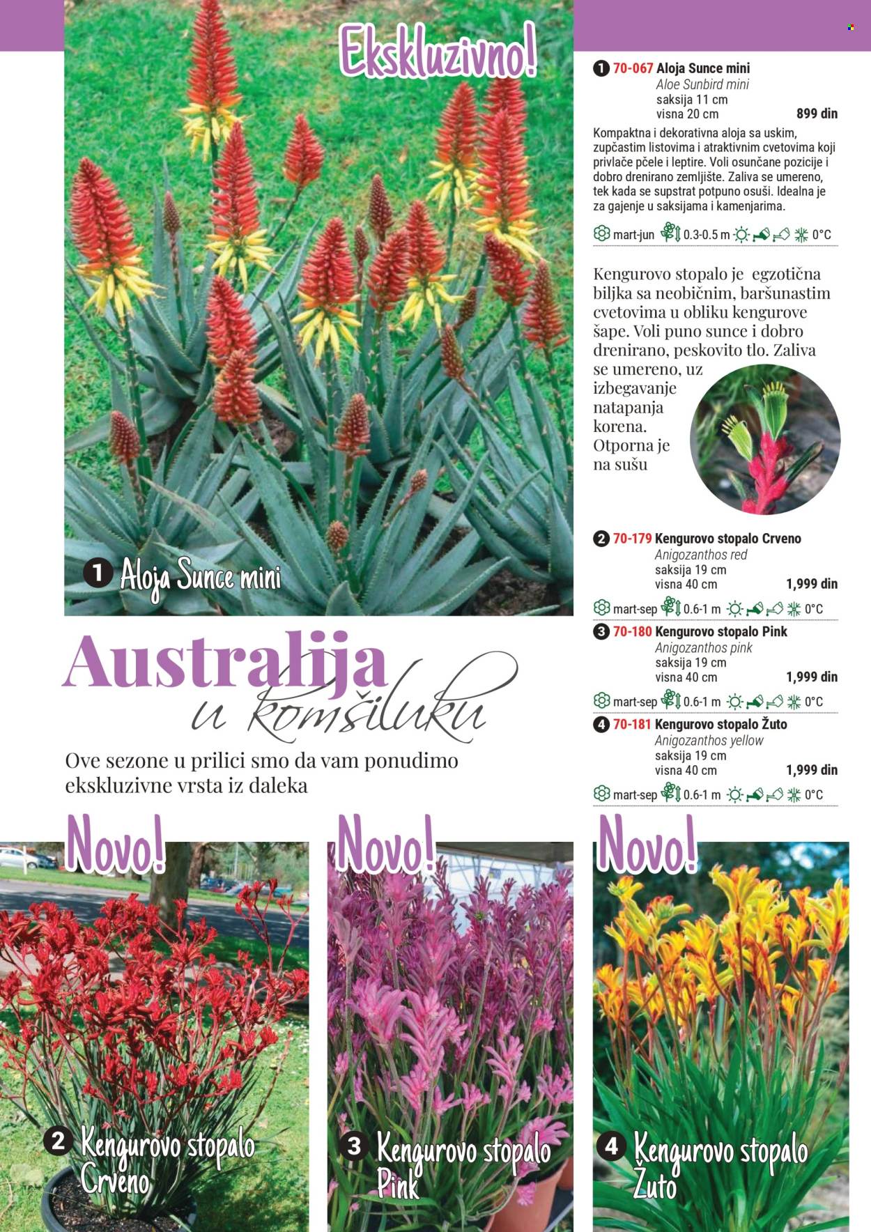 Flora Ekspres katalog .