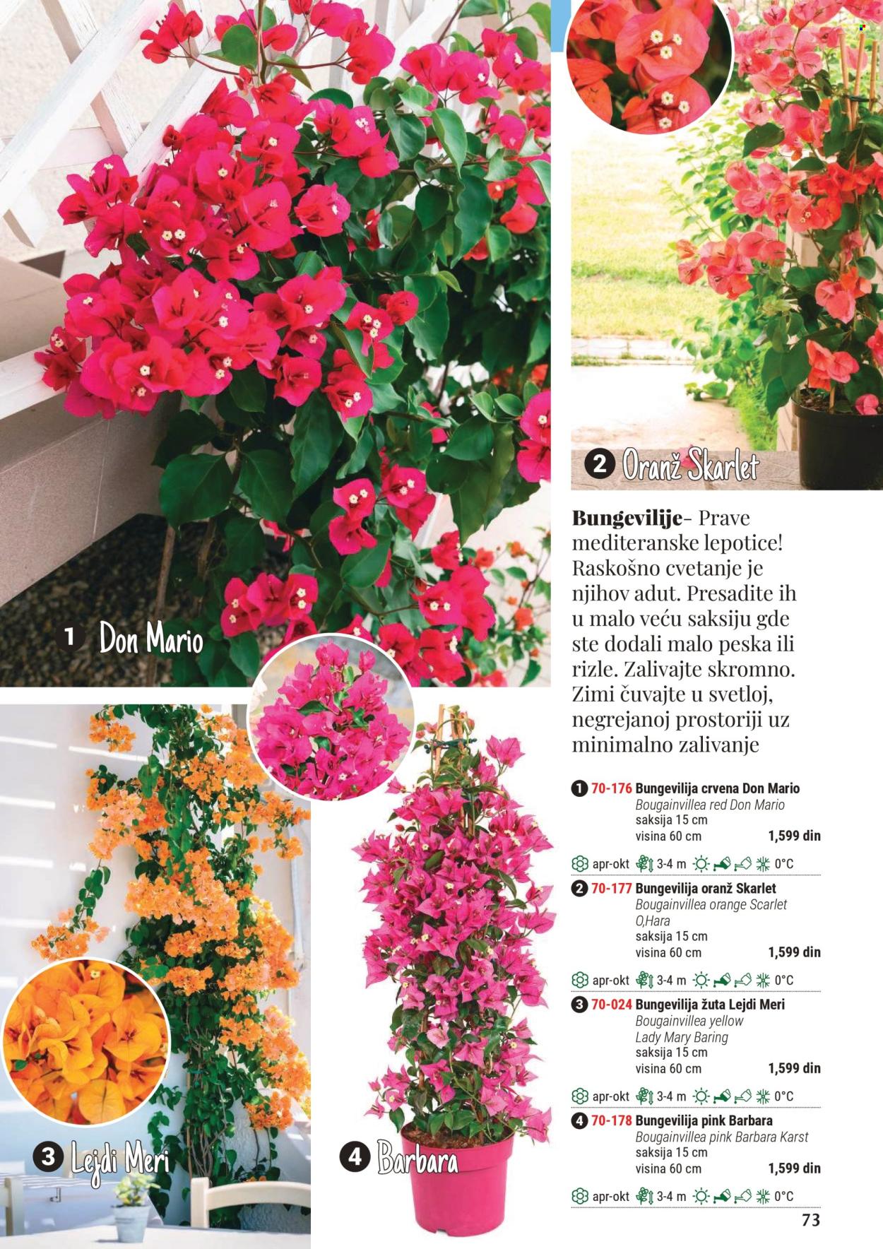 Flora Ekspres katalog .