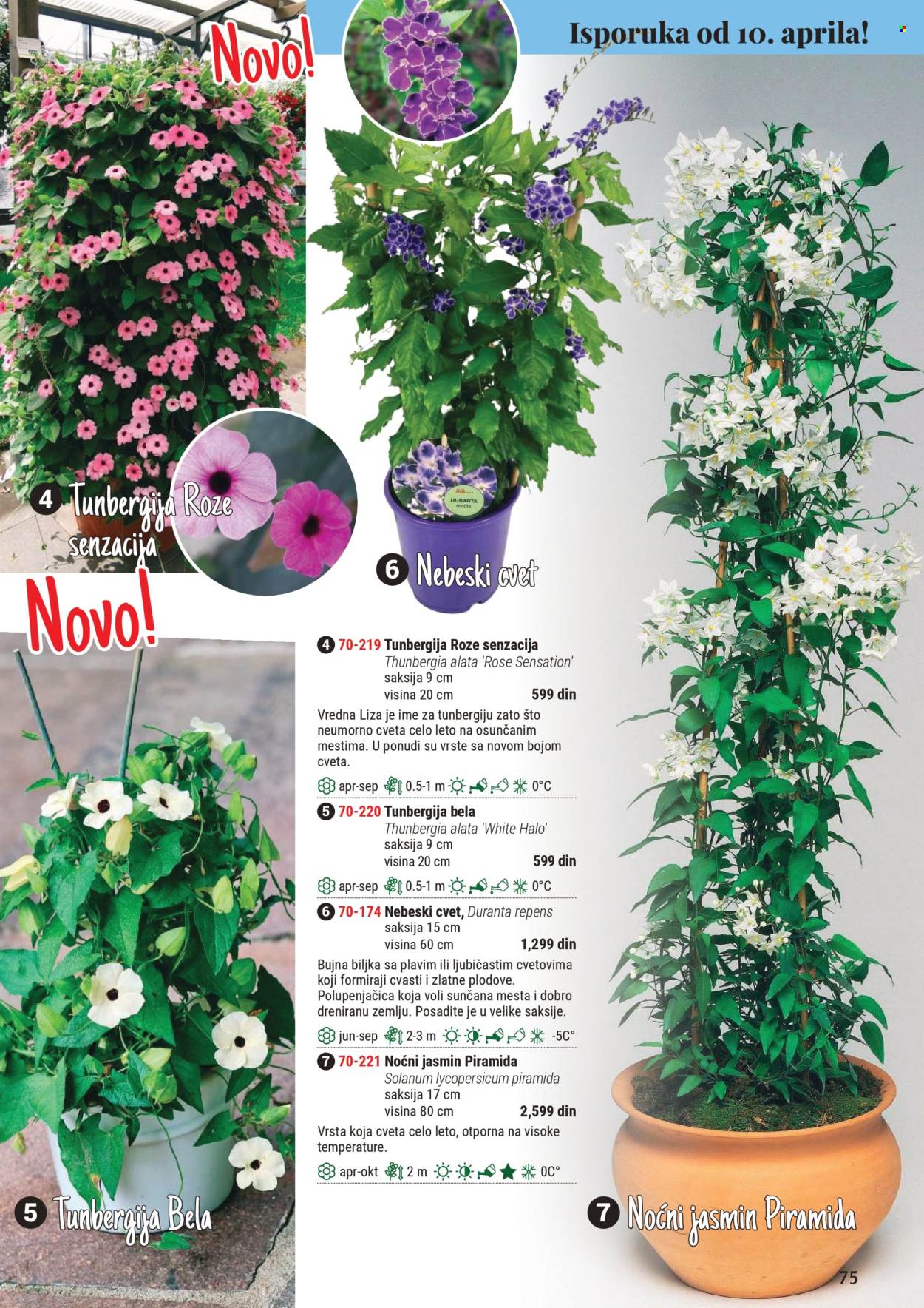 Flora Ekspres katalog .