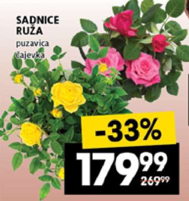 SADNICE RUŽA