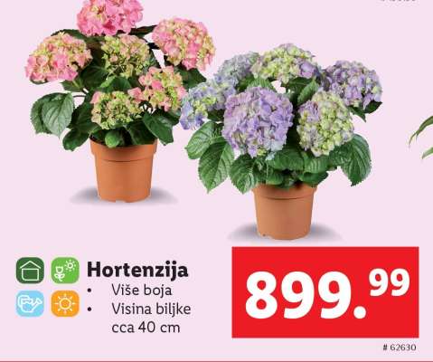 Hortenzija