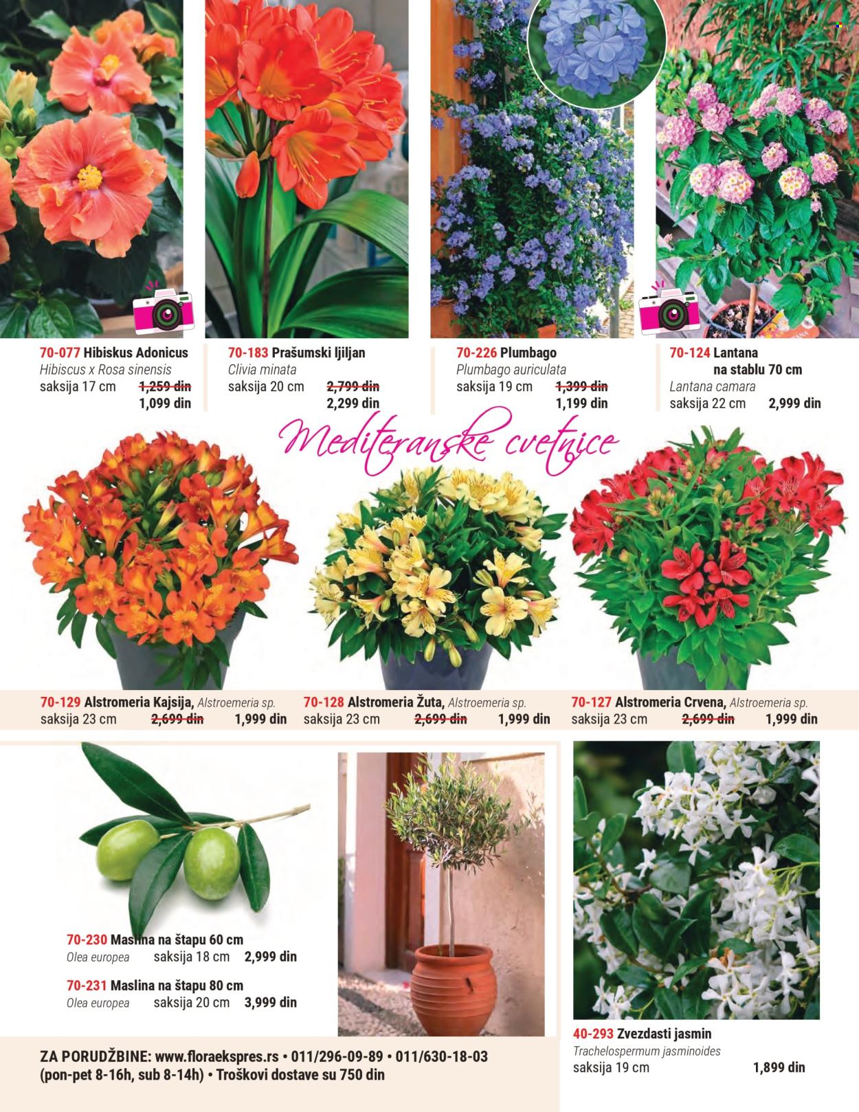 Flora Ekspres katalog . Stranica 2
