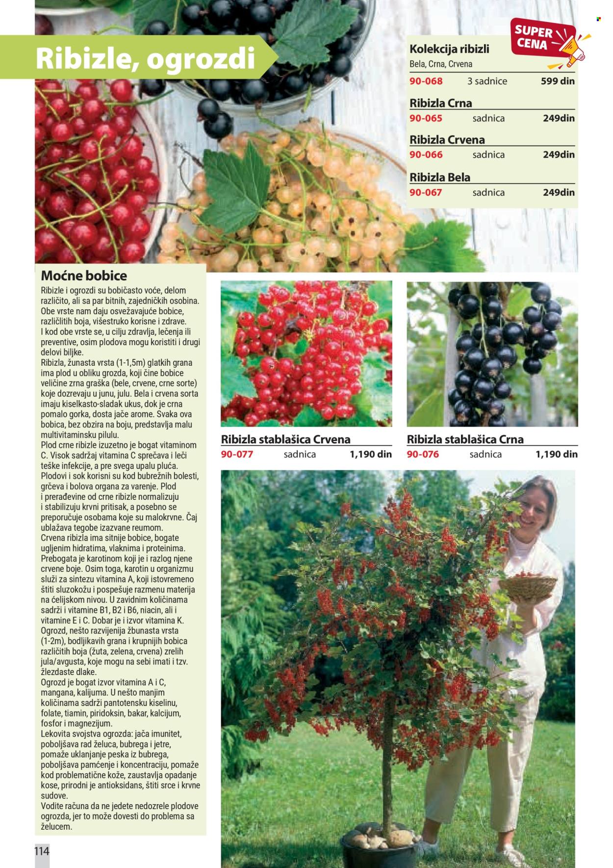 Flora Ekspres katalog . Stranica 114