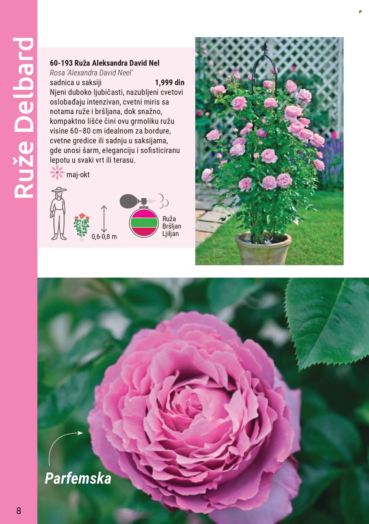 Flora Ekspres katalog . Stranica 8