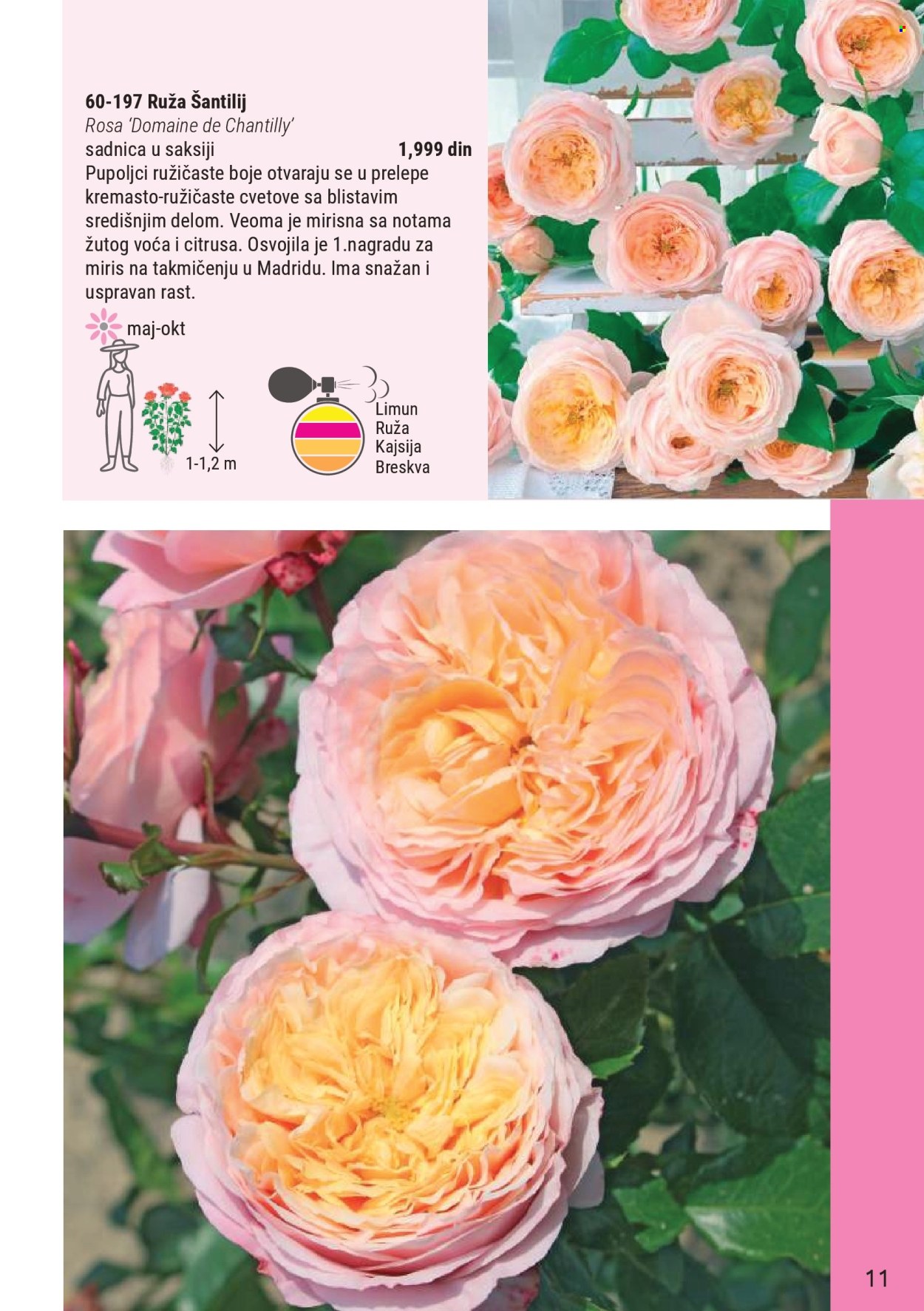 Flora Ekspres katalog . Stranica 11