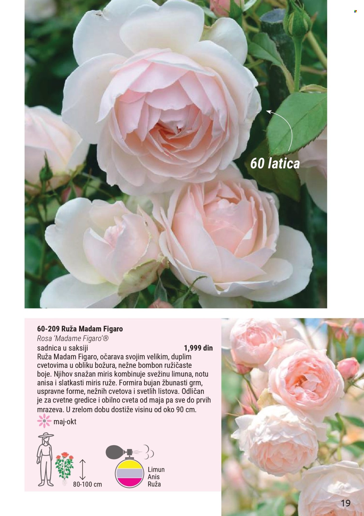 Flora Ekspres katalog . Stranica 19