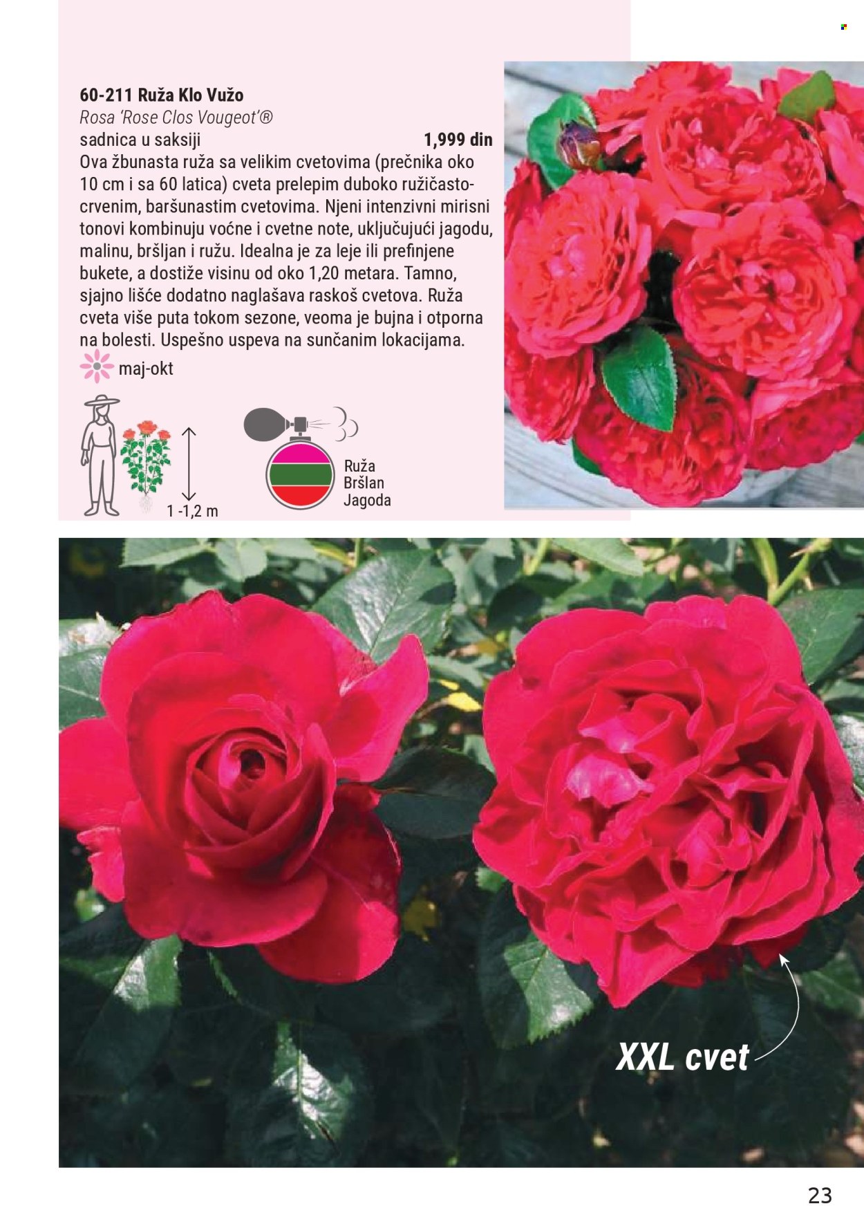 Flora Ekspres katalog . Stranica 23
