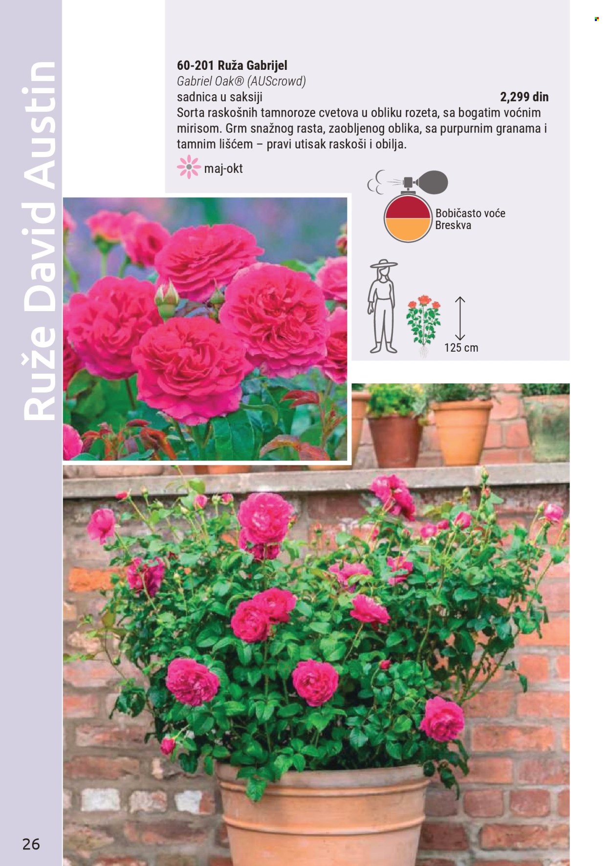 Flora Ekspres katalog . Stranica 26