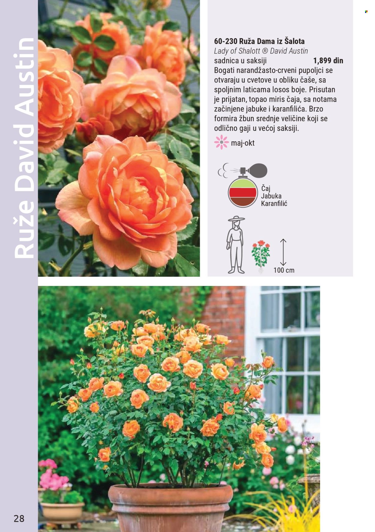 Flora Ekspres katalog . Stranica 28