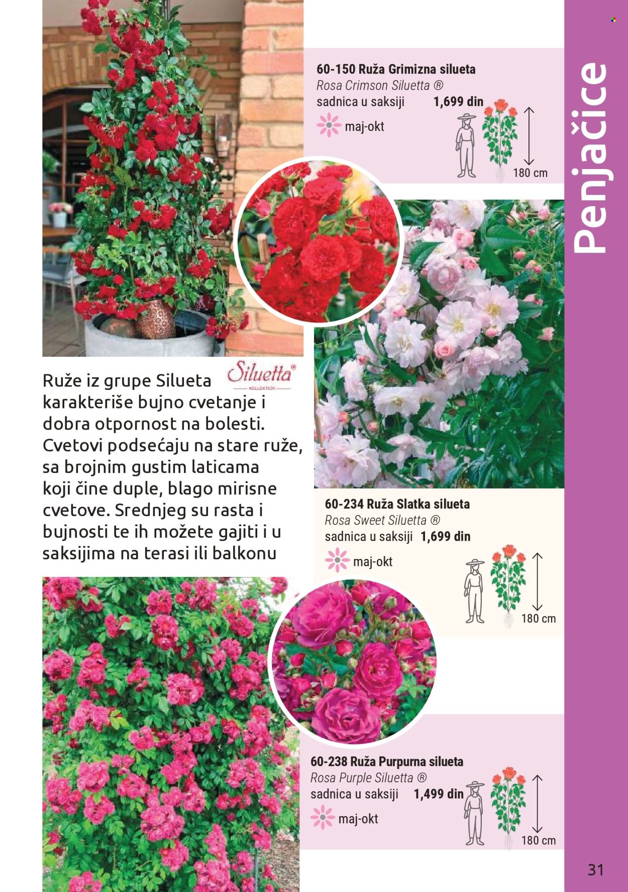Flora Ekspres katalog . Stranica 31