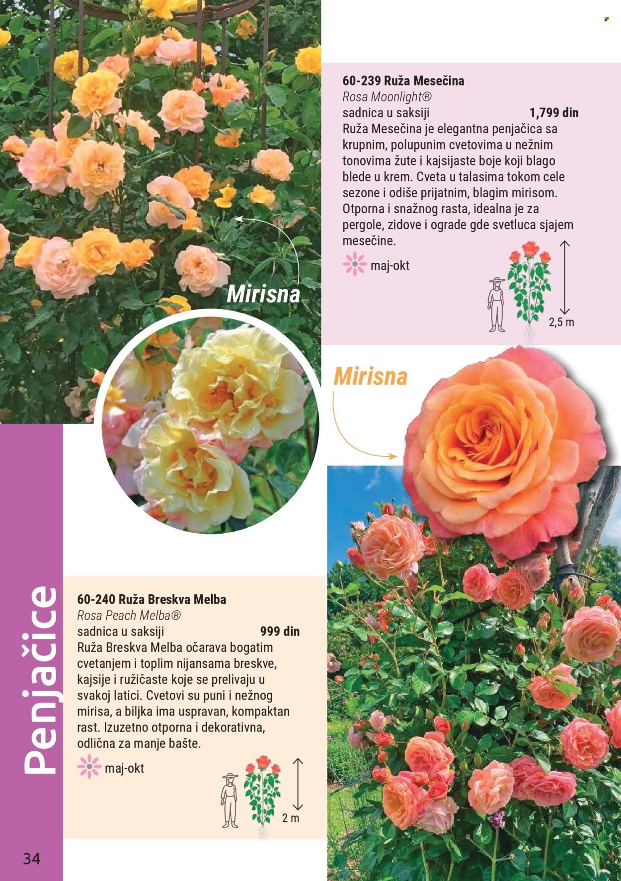 Flora Ekspres katalog . Stranica 34