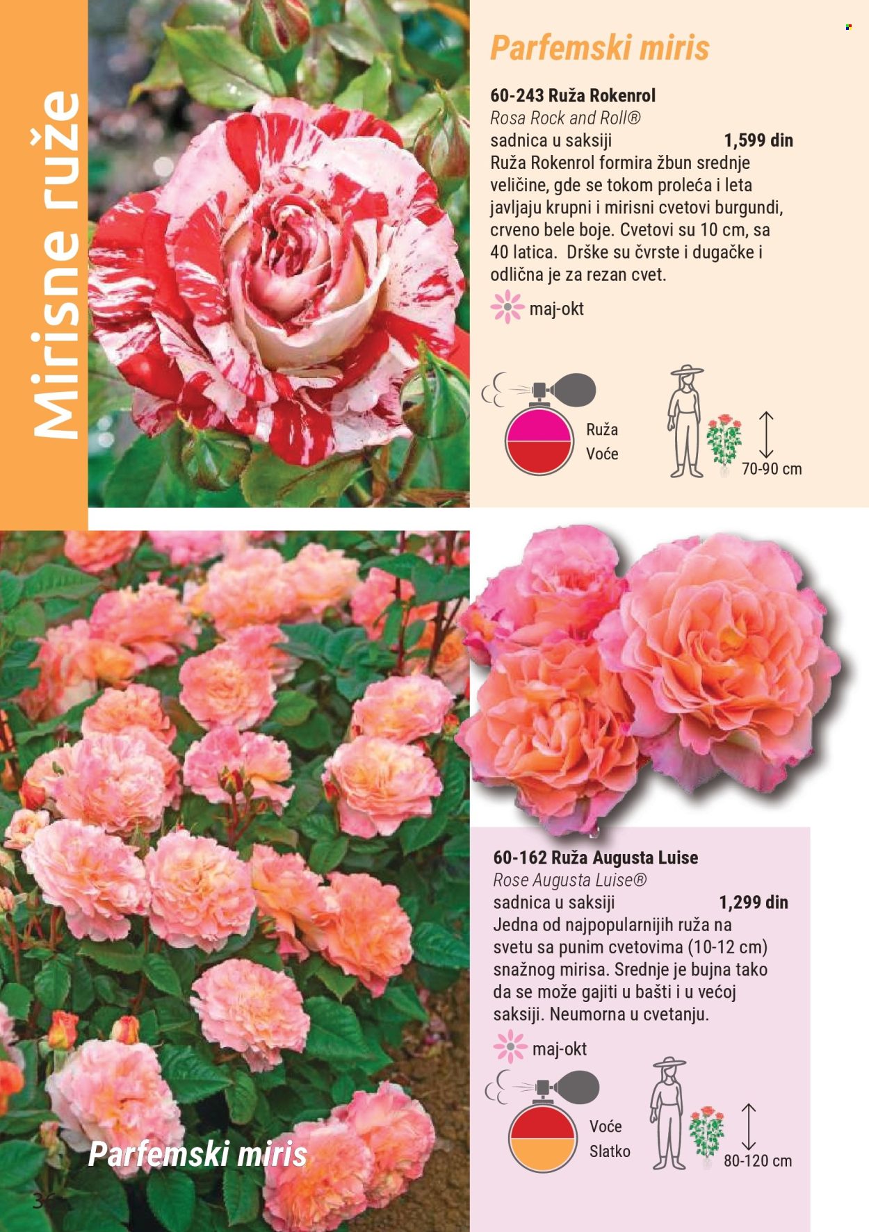 Flora Ekspres katalog . Stranica 36