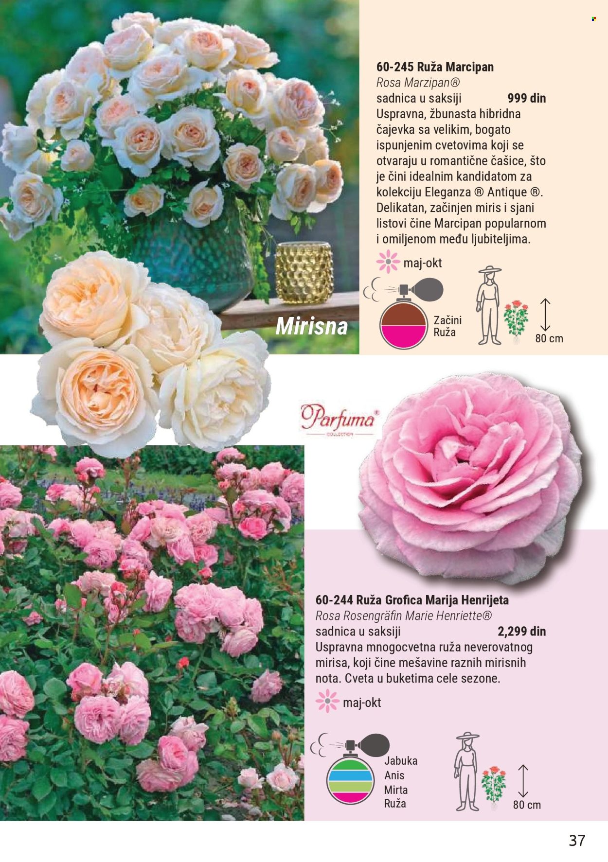 Flora Ekspres katalog . Stranica 37