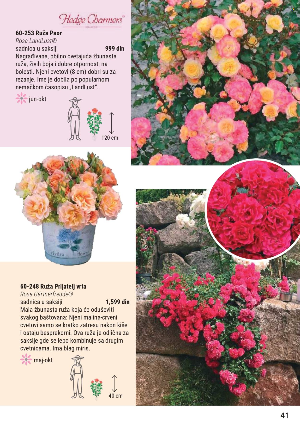 Flora Ekspres katalog . Stranica 41