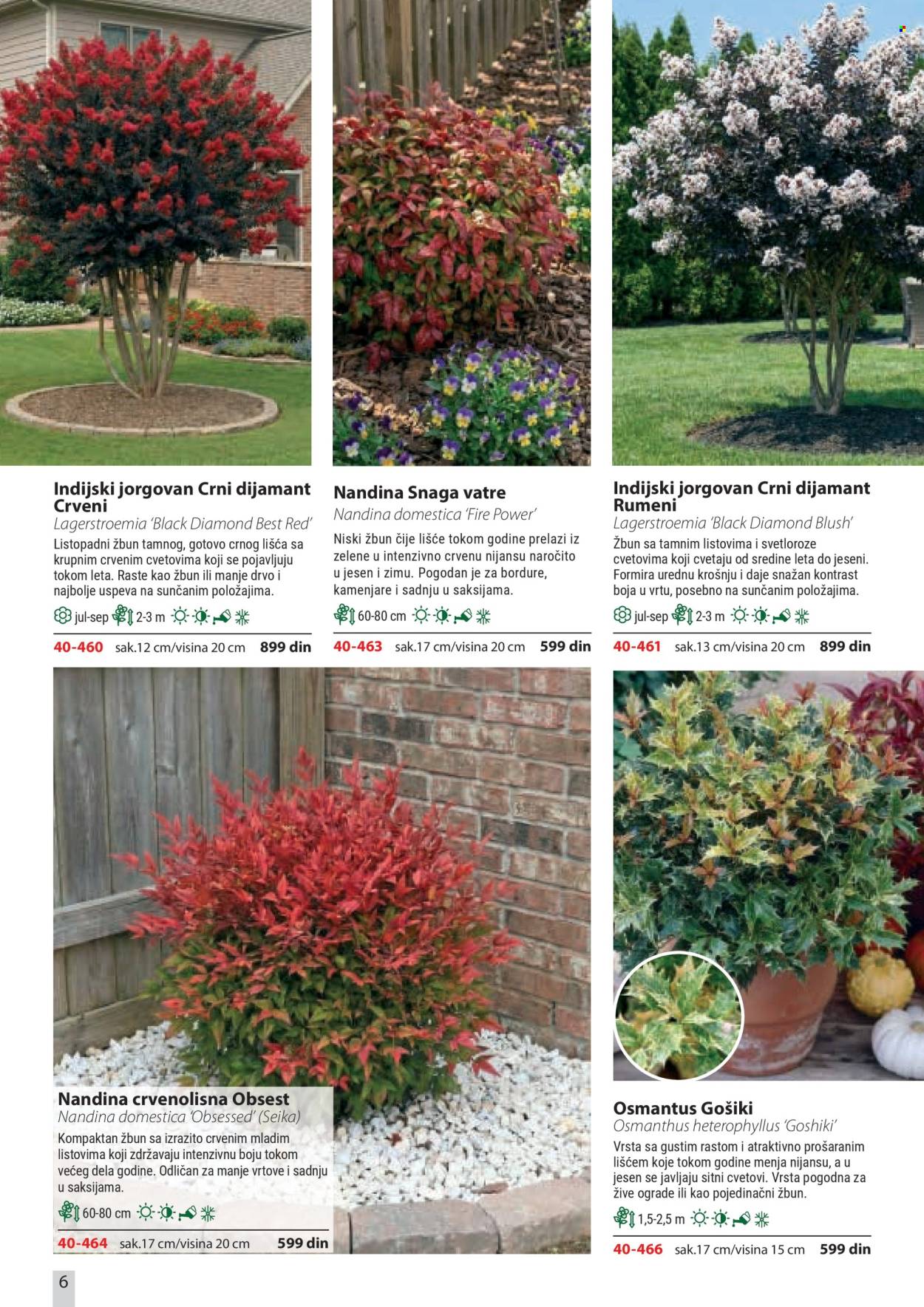 Flora Ekspres katalog . Stranica 6