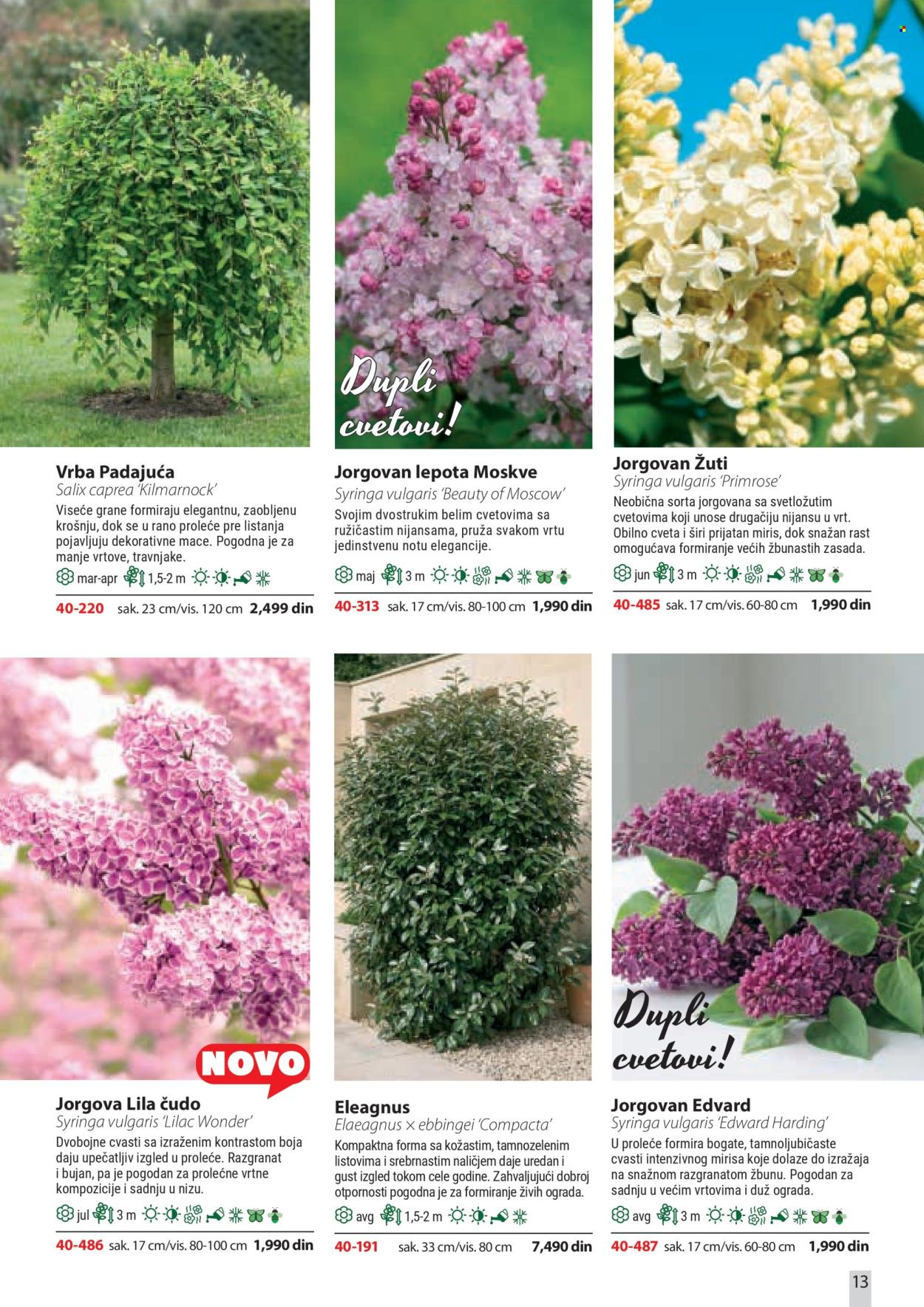 Flora Ekspres katalog . Stranica 13