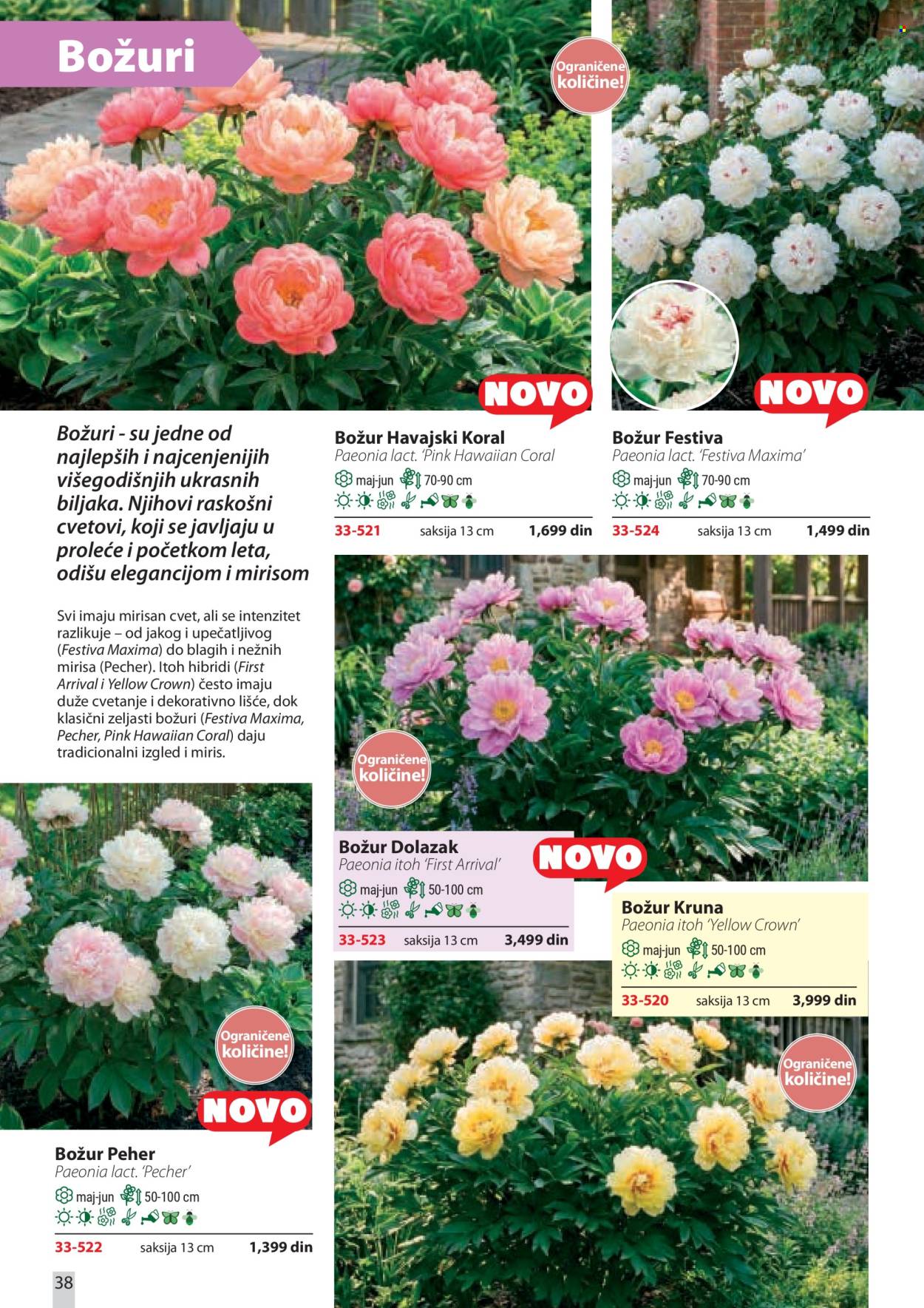 Flora Ekspres katalog . Stranica 38