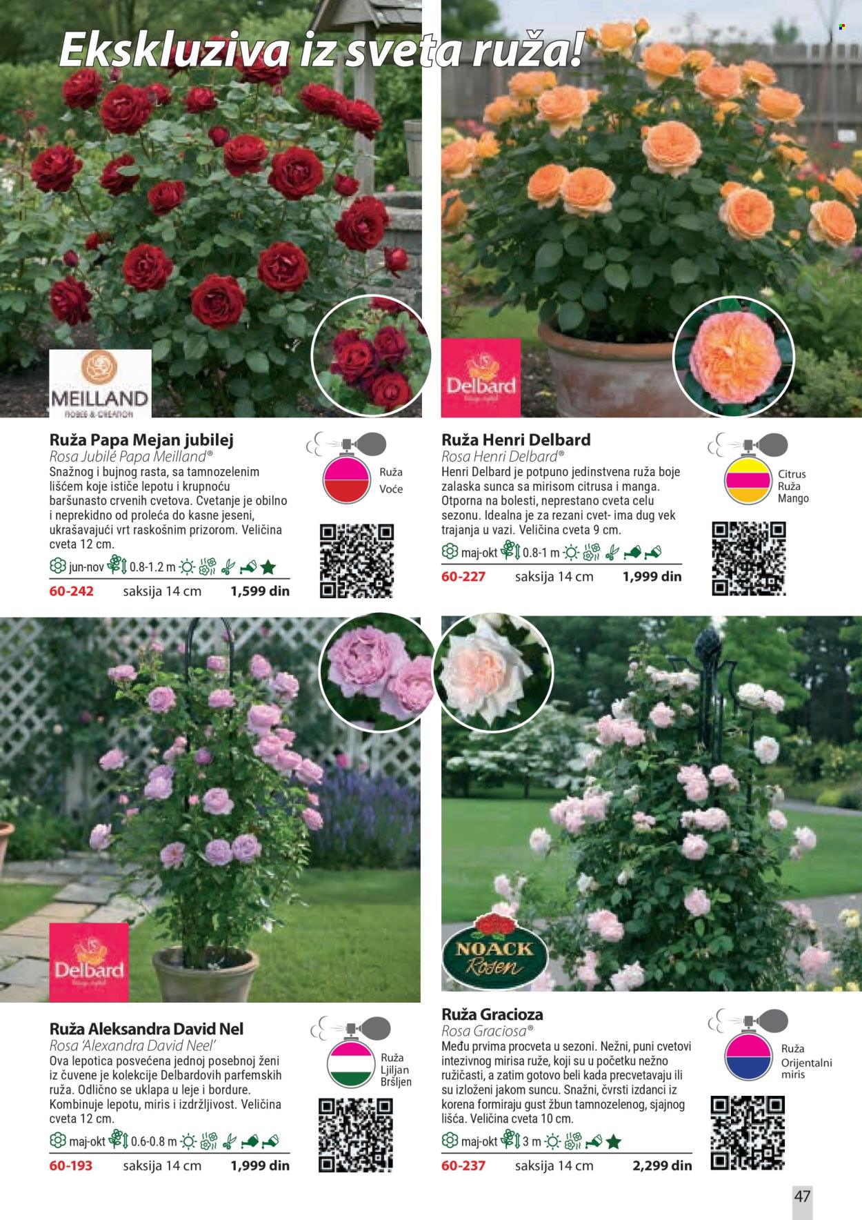 Flora Ekspres katalog . Stranica 47