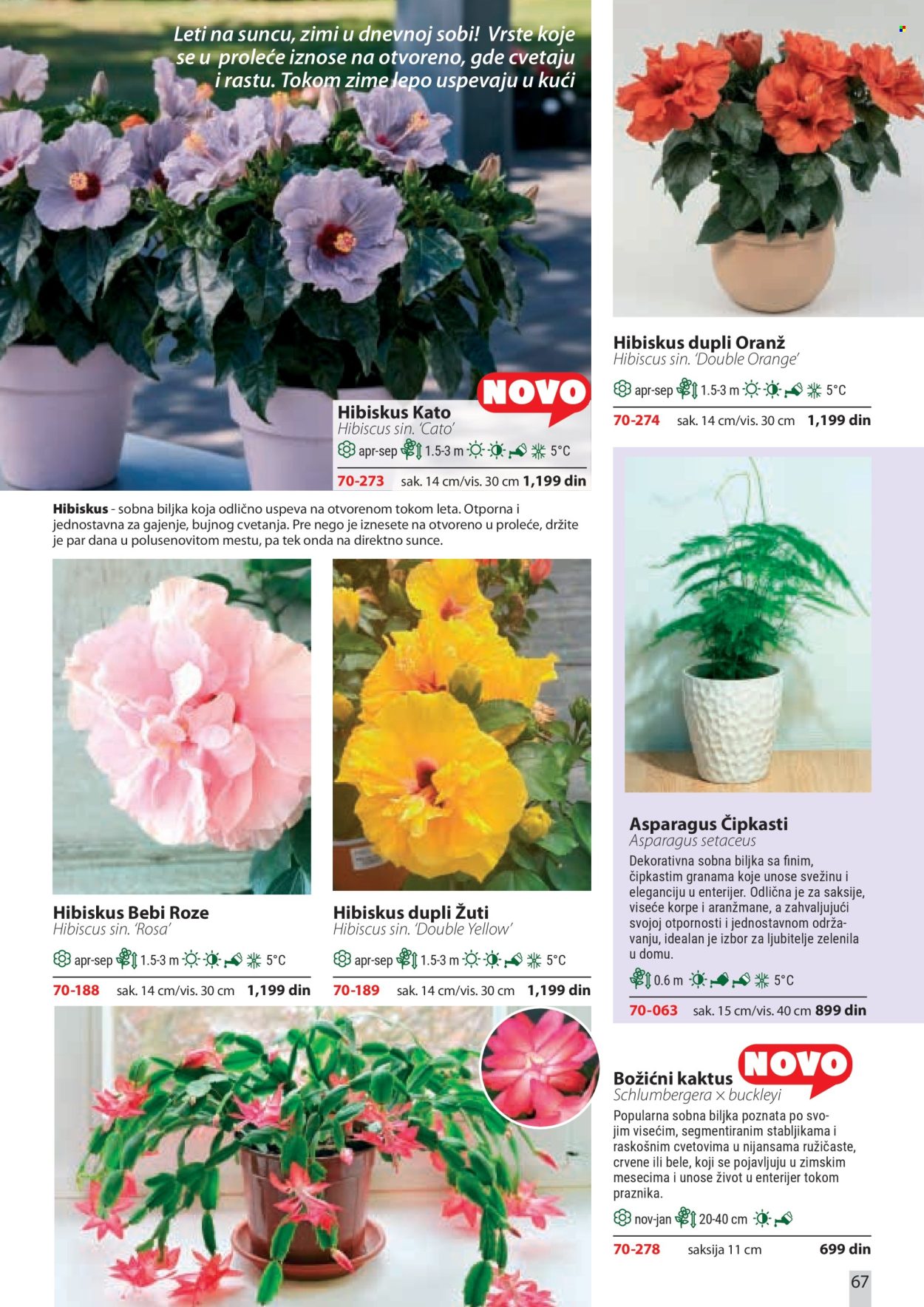 Flora Ekspres katalog . Stranica 67
