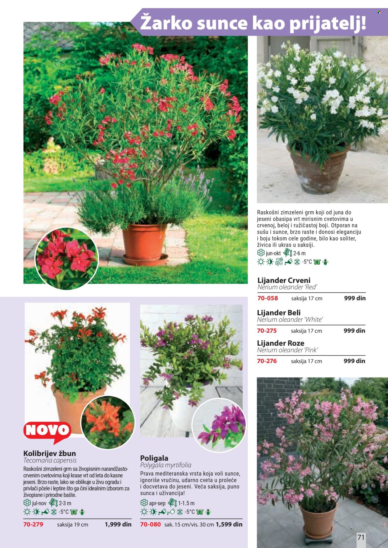 Flora Ekspres katalog . Stranica 71