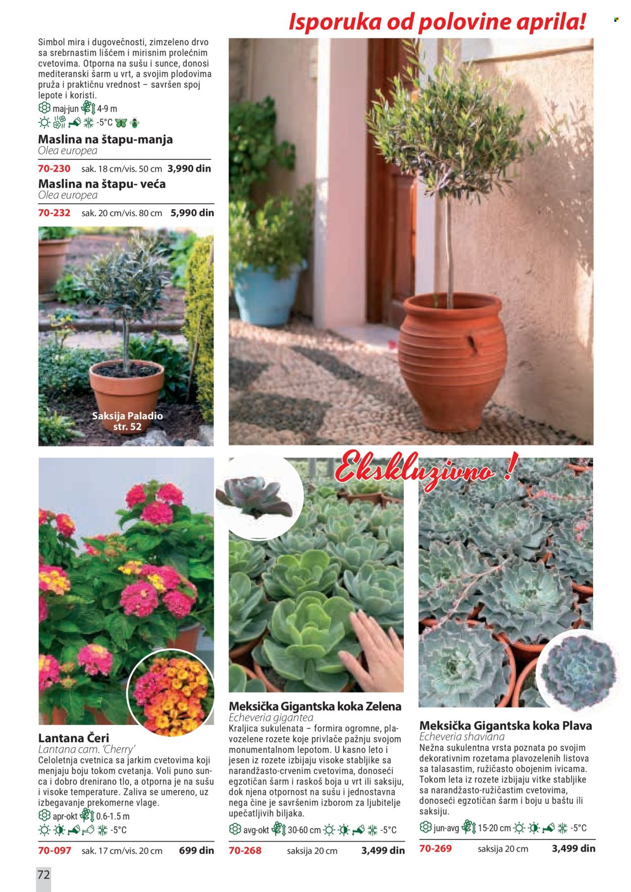Flora Ekspres katalog . Stranica 72