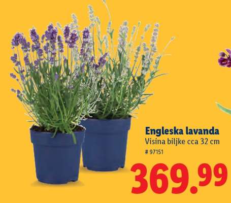 Engleska lavanda