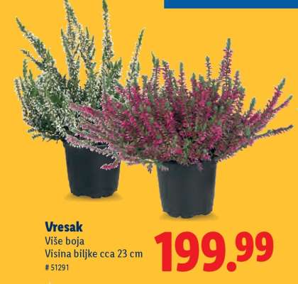 Vresak