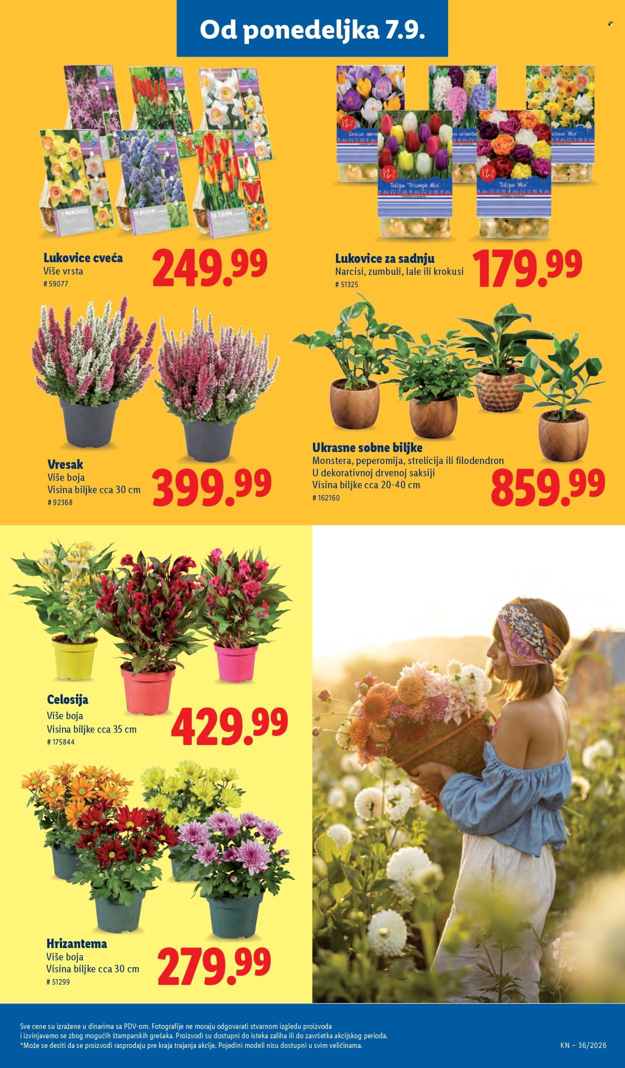Lidl katalog  - 03.09.2026 - 09.09.2026. Stranica 83