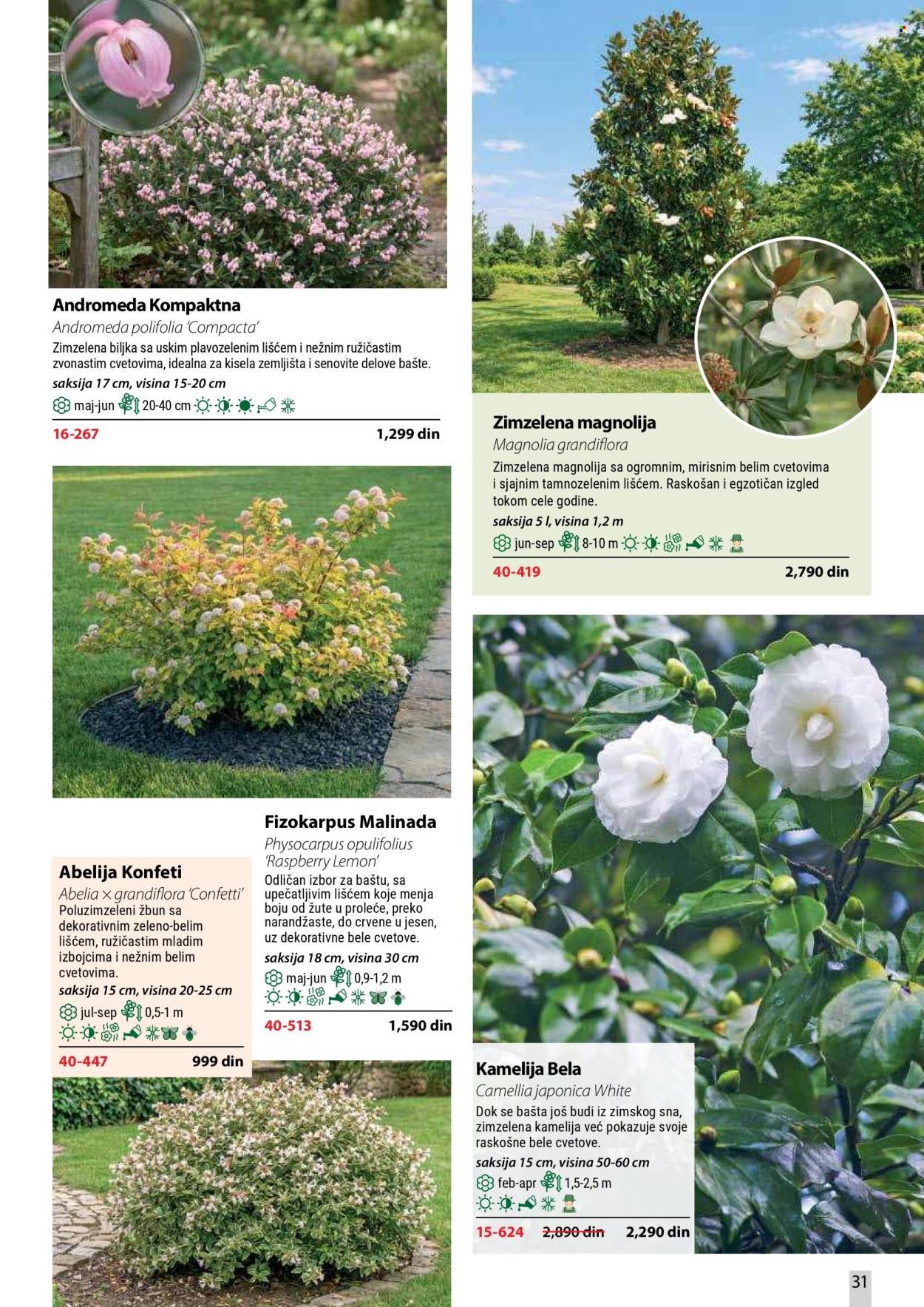 Flora Ekspres katalog . Stranica 31