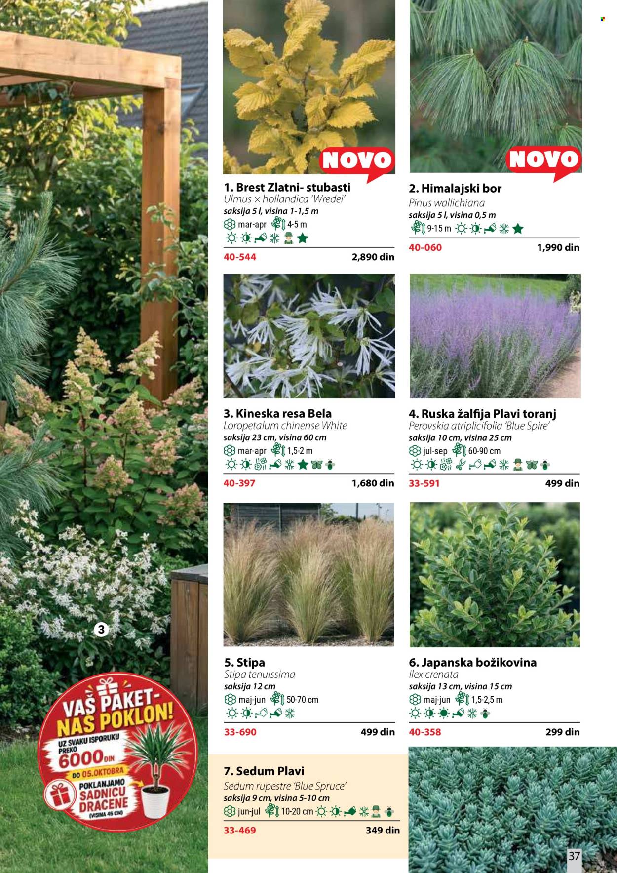 Flora Ekspres katalog . Stranica 37