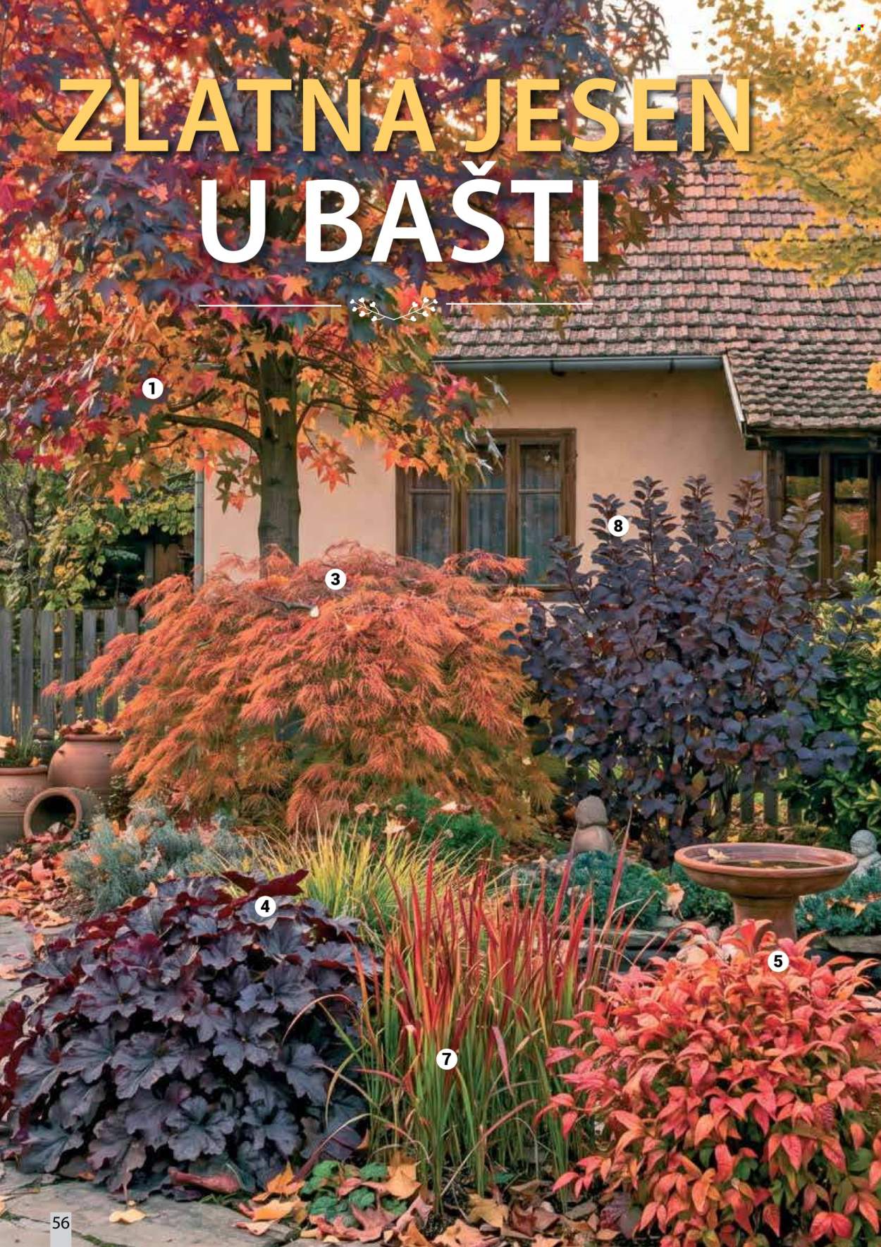 Flora Ekspres katalog . Stranica 56